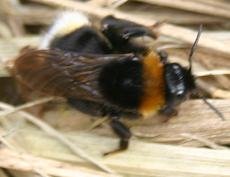 Hummel-3.jpg